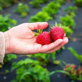 Co robić z truskawkami w kwietniu? Pamiętaj o tych 5 rzeczach, a będą pięknie rosnąć