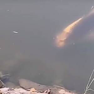 Ryba o ludzkiej twarzy?! Turystka zamarła, gdy ją zobaczyła w jeziorze! [WIDEO]