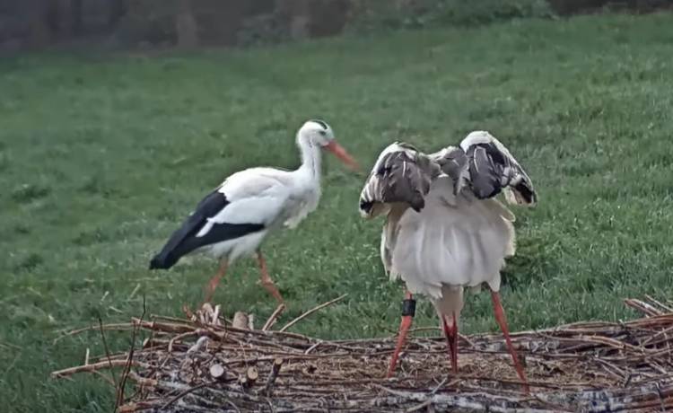 Tak bociany reagują na narodziny potomstwa! Pierwsze pisklę pojawiło się w gnieździe. "Czysta radość" [WIDEO]