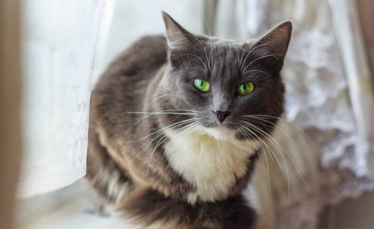 Koty opanowały lotnisko. Sparaliżowały ruch samolotów