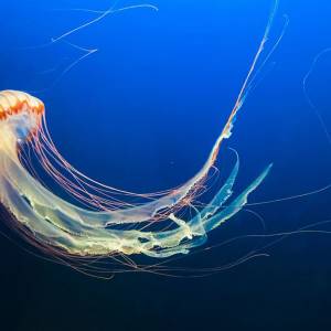 Ogromna populacja meduz w Bałtyku. Tak dużo ich jeszcze nie było!