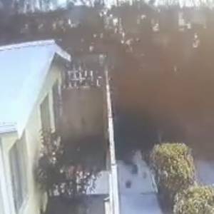 Ptaki niespodziewanie runęły na ziemię. Szokujące nagranie [FILM +18]