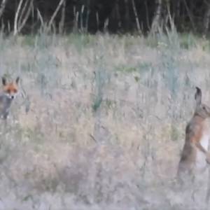 Zając, który nie mógł znaleźć lisa... Zabawne nagranie dzikich zwierząt robi furorę w sieci! [WIDEO]