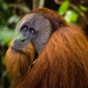 Kobieta karmiła dziecko, gdy podeszła do niej wielka małpa. Reakcja zwierzęcia może szokować [WIDEO]