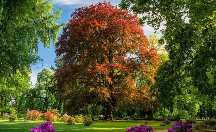 Polski buk walczy o tytuł Europejskiego Drzewa Roku, fot. Marcin Kopij/Instagram @klubgaja