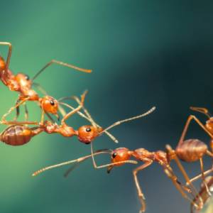 Mrówki kanibale w Polsce. Niezwykłe odkrycie naukowców!