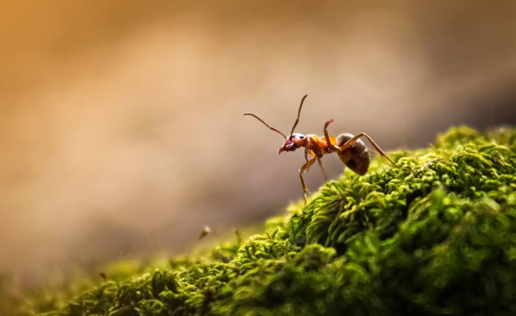 5 domowych sposobów na pozbycie się mrówek