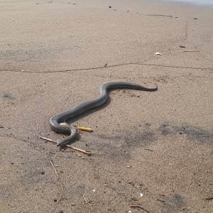 "Nie wiedziałem, że mamy tutaj takie potwory!". Wielki wąż leżał na plaży [FOTO]