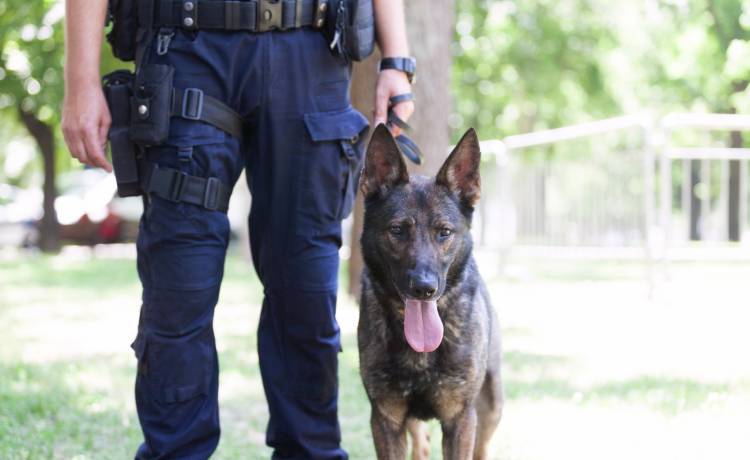 Policjant z ogromnym sercem dla zwierząt. Jest jak Dr Dolittle komendy ostrowskiej! [ZDJĘCIA]