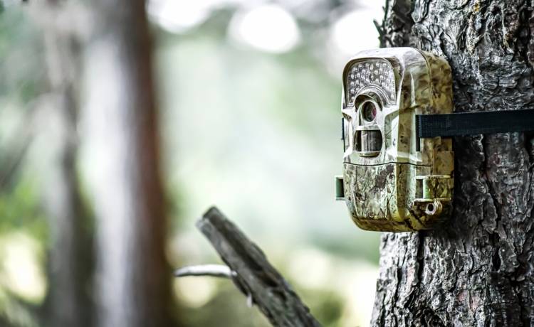 Wspólny posiłek dzikich zwierząt. Ukryta kamera uchwyciła niezwykłe ujęcia! [WIDEO]