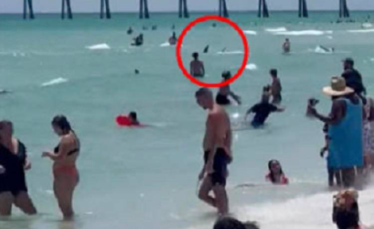 Chwile grozy w zatoce. Polujący rekin wpłynął w kąpiący się tłum [WIDEO]     