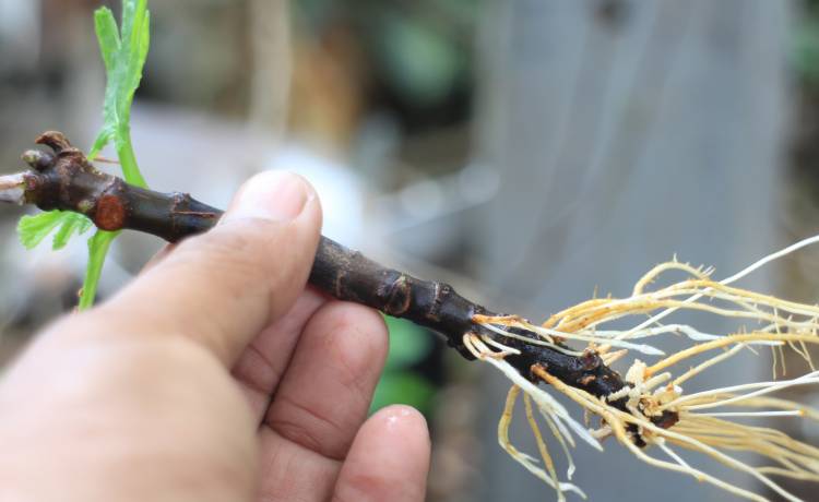 fot. shutterstock.com