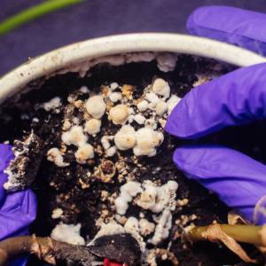 Dlatego na ziemi doniczkowej pojawia się pleśń. Oto prosty trik, by się jej pozbyć