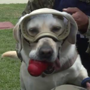 Pies Frida przechodzi na emeryturę. Przez 9 lat służyła w marynarce wojennej                                        