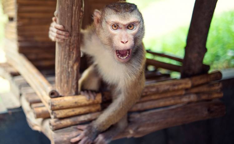 Małpa uciekła właścicielowi i zaatakowała sąsiadkę. Kobieta mocno ucierpiała [WIDEO]