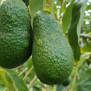 Awokado - dlaczego coraz więcej osób mówi mu „nie”?