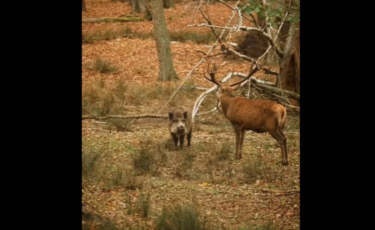Dzik spotkał jelenia. Zachowanie zwierząt rozbawiło internautów! Jak myślicie, o czym rozmawiają? [WIDEO]