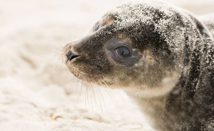 Puszczony ze smyczy pies zagryzł fokę na oczach ludzi. Musiała zostać uśpiona