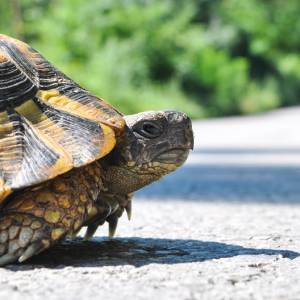 Pracę lotniska zablokował... żółw. Jego spacer opóźnił kilka lotów! [WIDEO]