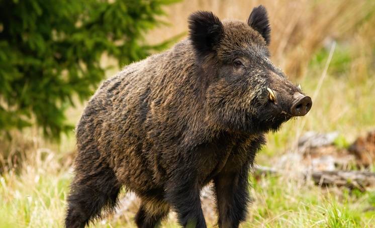 Zwinny jak kot, wierny jak pies „Pumba. Bardzo dobry dzik, dobry”