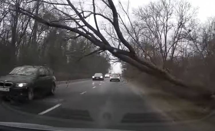 Chwile grozy w Poznaniu. Przed autem runęło drzewo! [WIDEO]