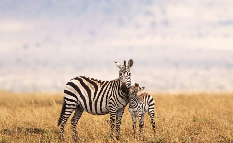 Ta zebra urodziła się z kropkami zamiast pasków. Niecodzienny widok! [FOTO]