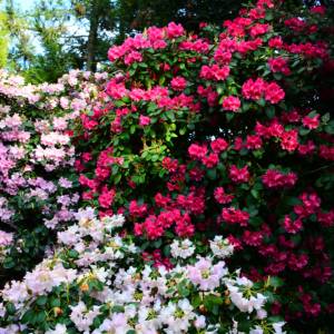 Twój rododendron marnieje? Oto 5 trików, które uratują roślinę!