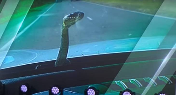 Kierowca przeżył szok. Na masce jego samochodu wylądował wąż [WIDEO]   