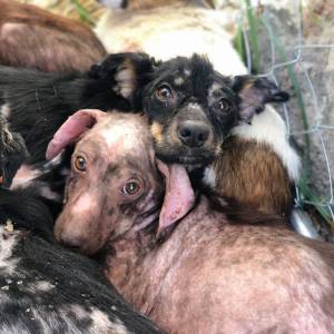 21 chorych i wystraszonych psów! Musisz im pomóc! 