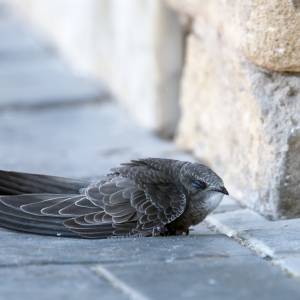 Jerzyk leżący na ziemi to sygnał alarmowy. Mało kto o tym wie!