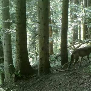 Wilk kontra jeleń, a wszystko tuż przed fotopułapką. Nietypowy "gość" zaskoczył internautów! [WIDEO]