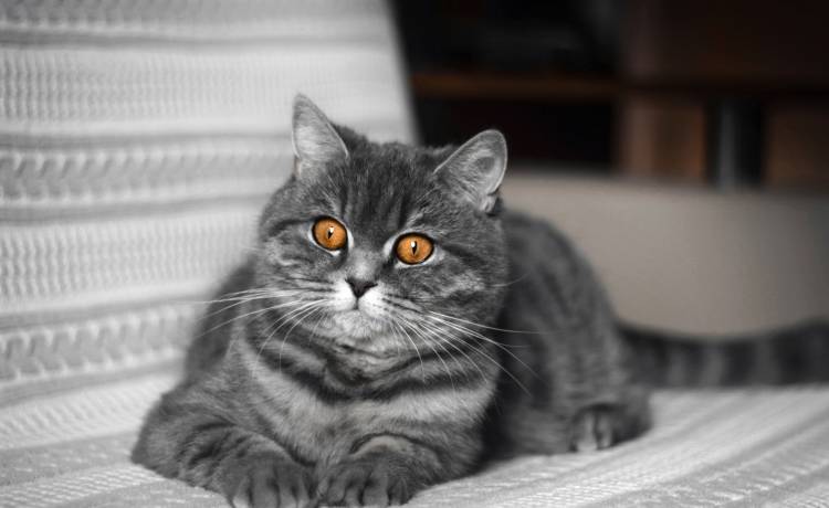 Kot wskazał policji miejsce, w którym ukrywał się przestępca