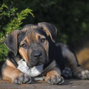 Ten kaganiec może być dla psa zagrożeniem. Uważaj!