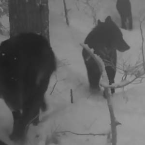 Fotopułapka nagrała przemarsz czarnych wilków przez las! Pamiętacie najmroczniejszą scenę z "Akademii pana Kleksa"? [WIDEO] 