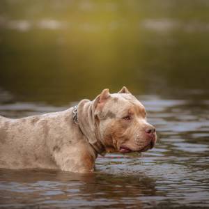 11-latka zaatakowana przez psa. Rząd chce teraz zakazać tej rasy 