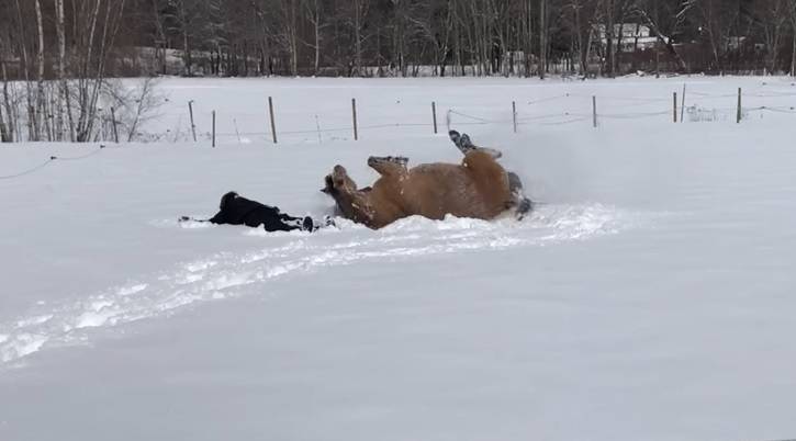 Urocze nagranie. Koń bawi się w śniegu ze swoją właścicielką [WIDEO]