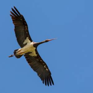 Co oznacza zobaczenie czarnego bociana? Mało kto o tym wie!