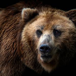 Niedźwiedź brunatny błąkał się po Nowym Sączu [WIDEO]                