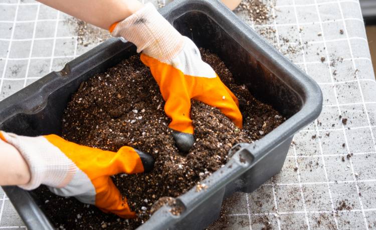 Co zrobić z niechcianą ziemią z doniczek? Fot. shutterstock.com