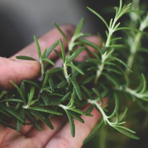 Dlatego ludzie gotują rozmaryn. Na co pomaga? O tych właściwościach nie wszyscy wiedzą