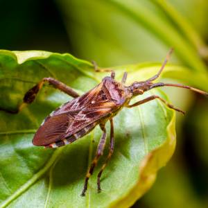Zaczyna być aktywny. Czy należy się bać wtyka amerykańskiego? 