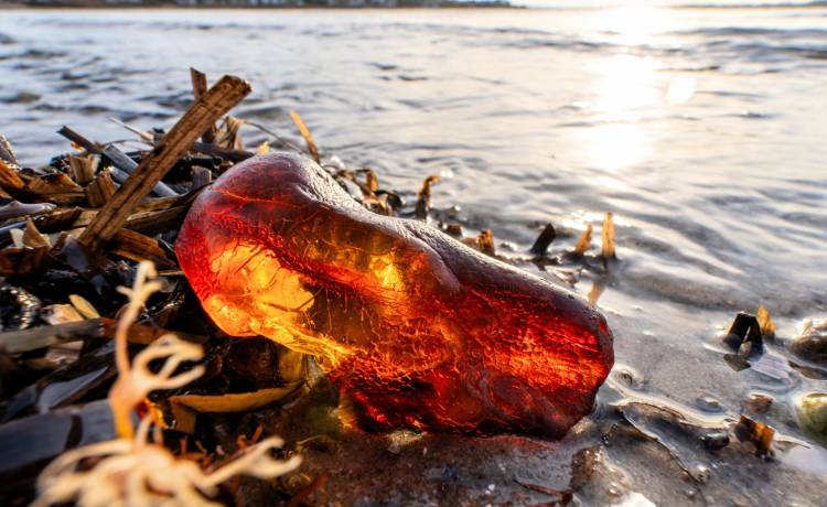 Bjoern Wylezich/Shutterstock