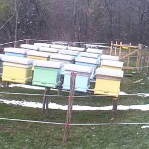 Niedźwiedzie kontra elektryczne ogrodzenie. Zobacz, jak dostały się do pasieki! [WIDEO]