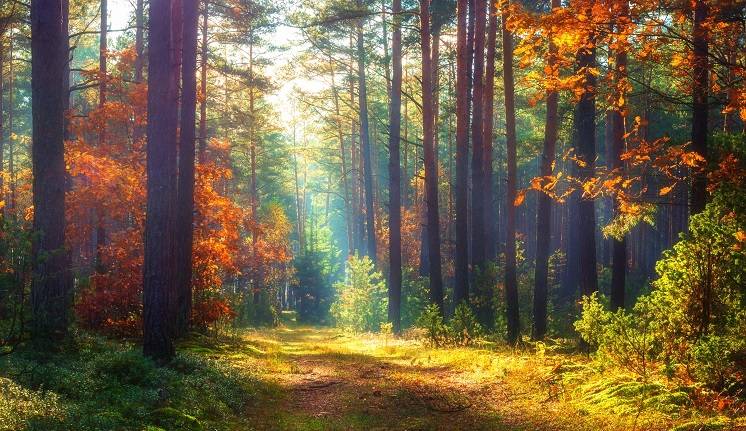 Niedźwiedź celebryta „strzelił” sobie selfie! Jak wypadł? [WIDEO]