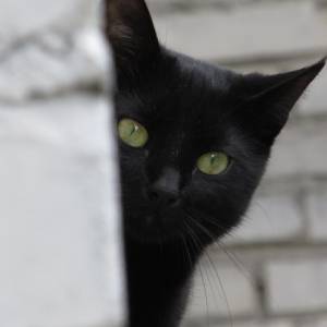 CIA szkoliła do szpiegowania... koty, kruki i delfiny. Agencja odtajniła dokumenty