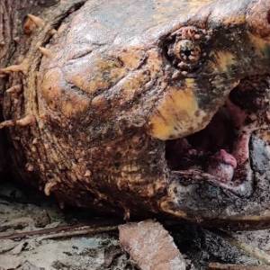 Ogromny żółw jaszczurowaty złapany. To niezwykły okaz!