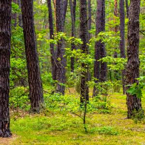 Maleńki łoś wyglądał jak pluszak? Dziś nadal jest słodziakiem! Nowe zdjęcia opublikowano w sieci [FOTO]