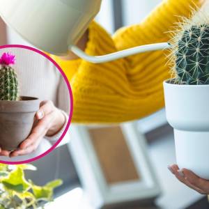 Co ile podlewać kaktusy? Zrób w domu naturalny nawóz i zachwycaj się kwiatami!