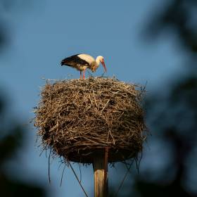 Umieścili nadajnik z kamerą na bocianie. Niezwykłe zdjęcia opublikowano w sieci!