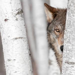 Chcieli uratować topiącego się psa... Okazało się, że to był wilk